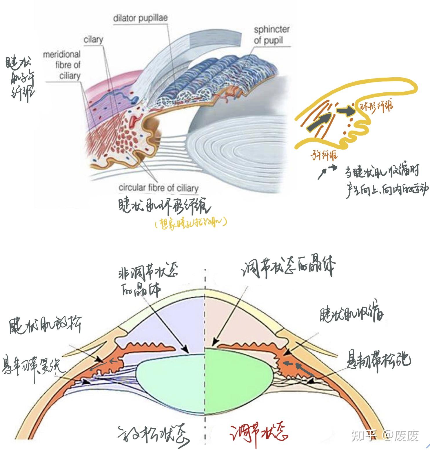 四、睫状体的血管、神经-临床青光眼学-医学