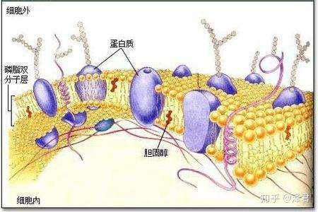 支原体的"三层结构的细胞膜"该如何理解,为什么会因此具有较大的可
