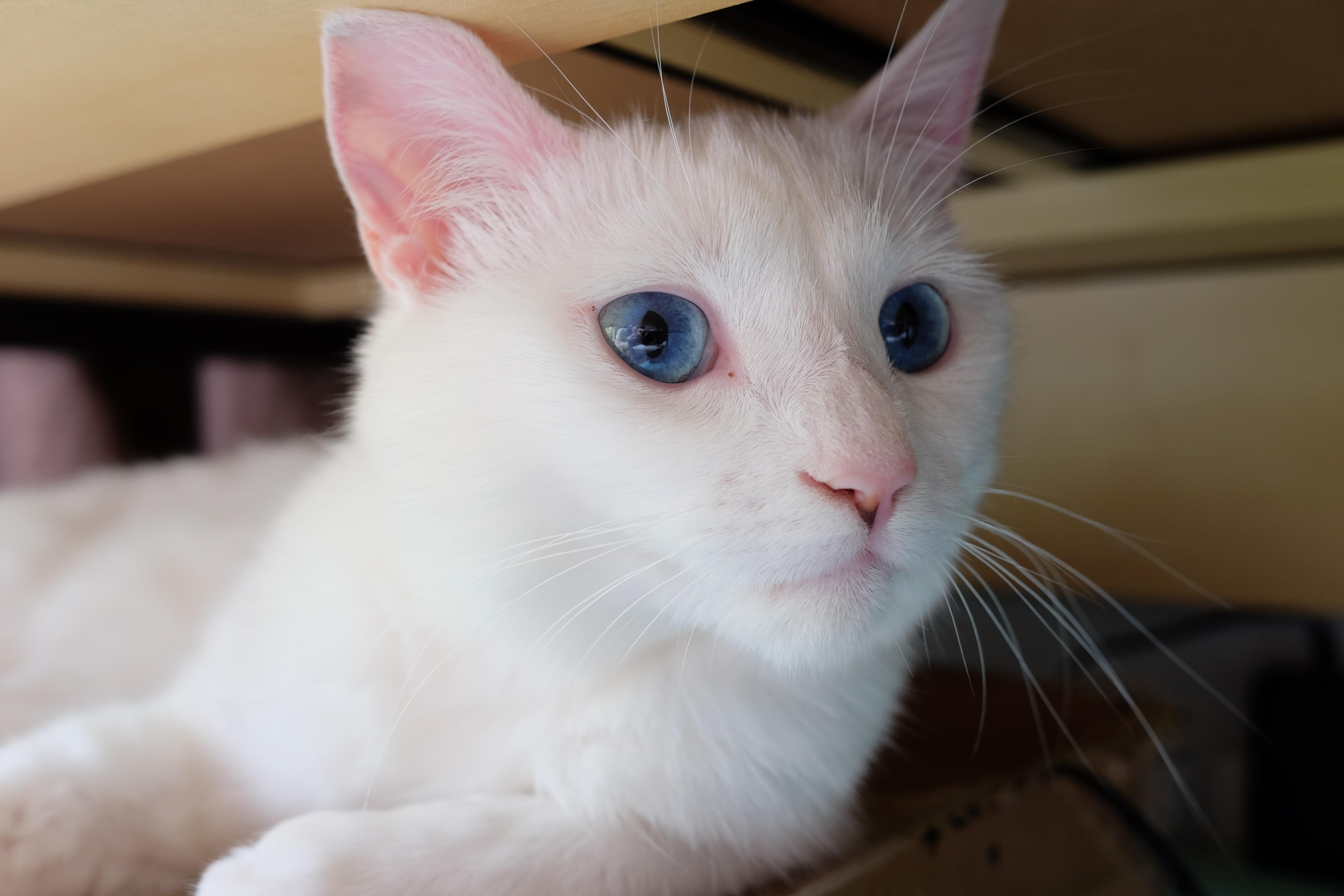 白毛蓝眼睛的猫咪是什么品种