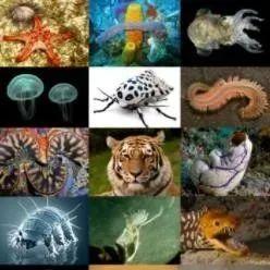 ウサギ ランドローバー LRw 2008 2009 2010 2011 2012 1 ペアフロント