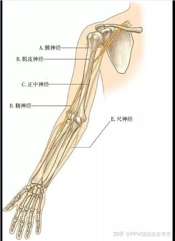 手肘麻筋位置图解图片