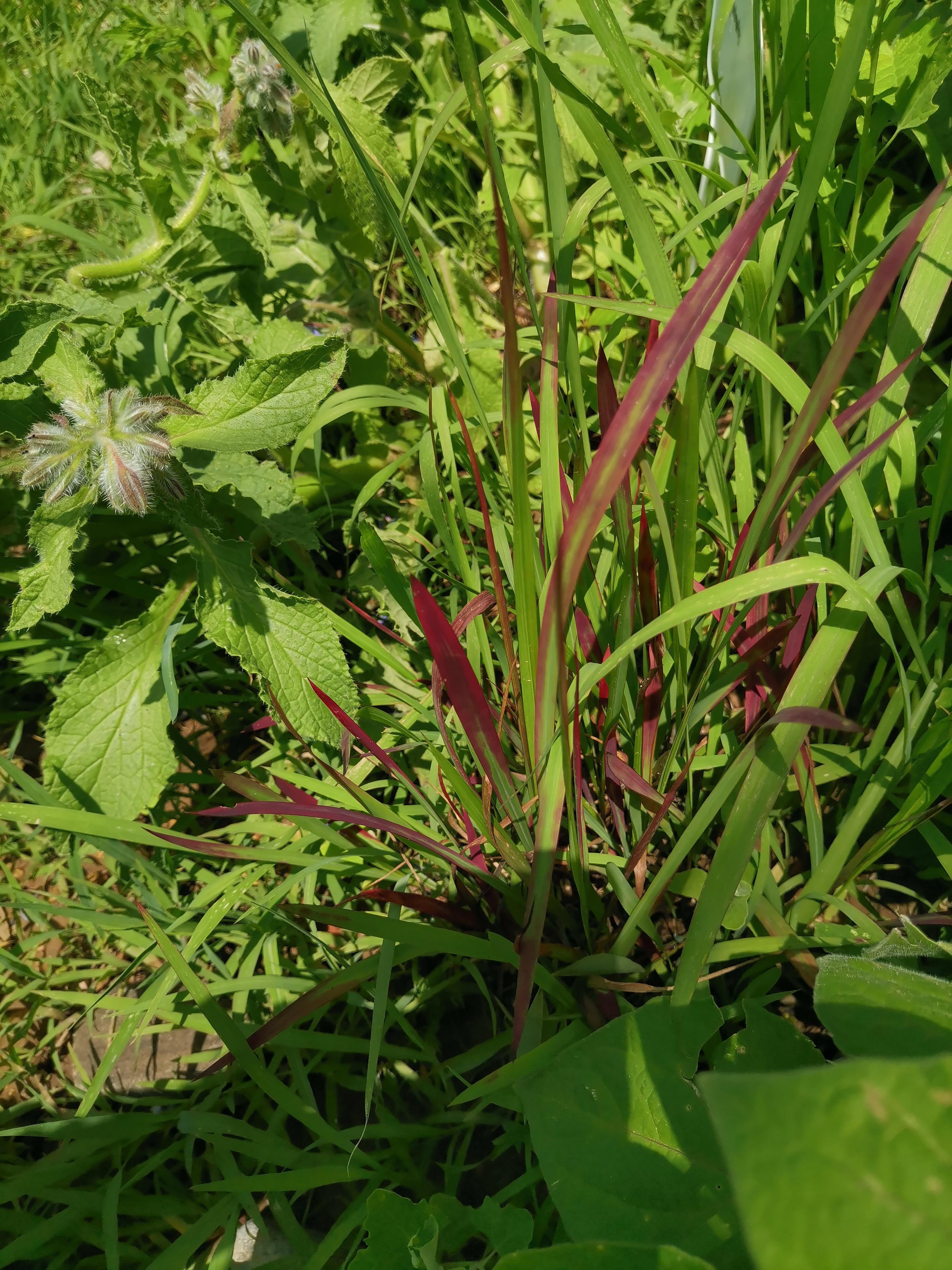 扁秆藨草-中国湿地植物-图片