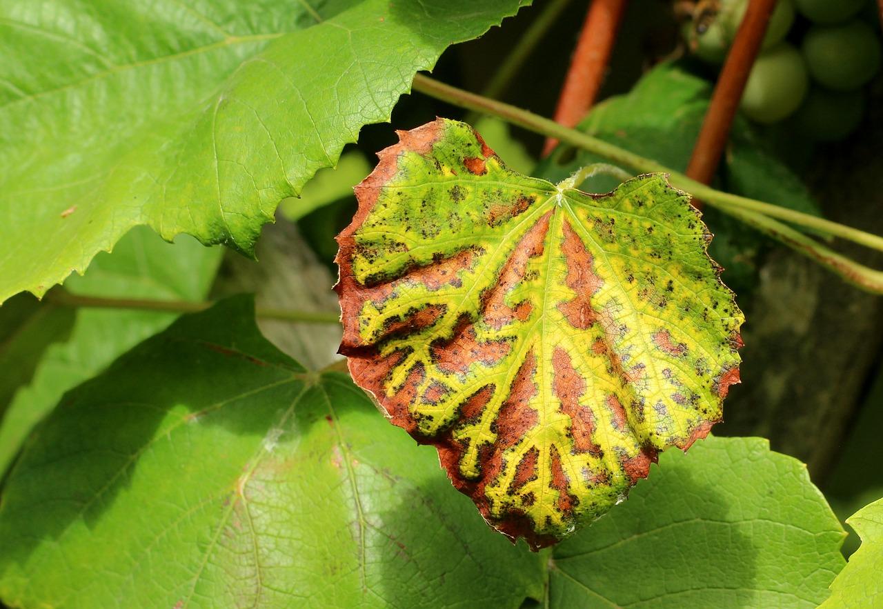 第二年的葡萄如何留枝