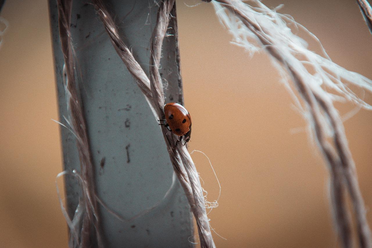 家里发现蜱虫怎么办