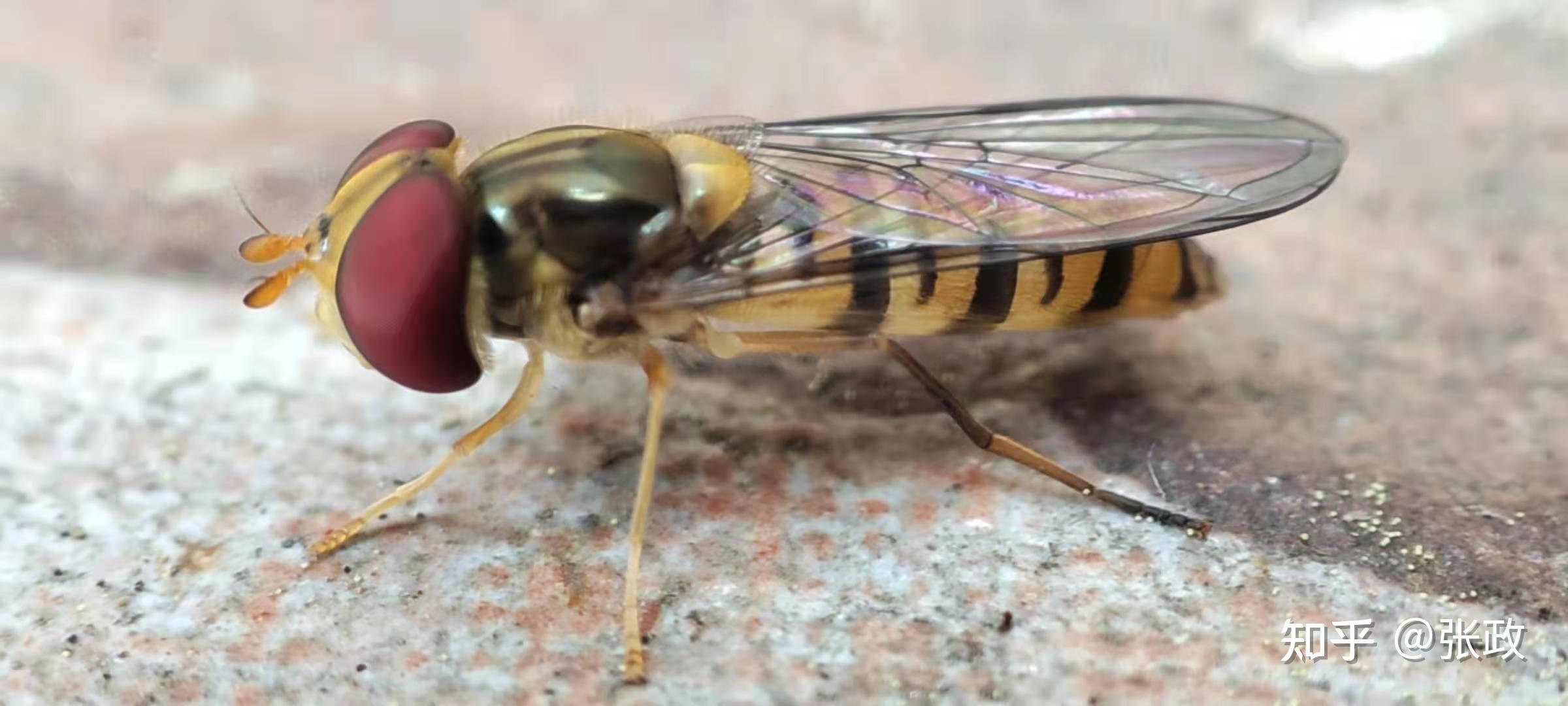 这是什么虫子?看起来像蜜蜂又像苍蝇? - 知乎