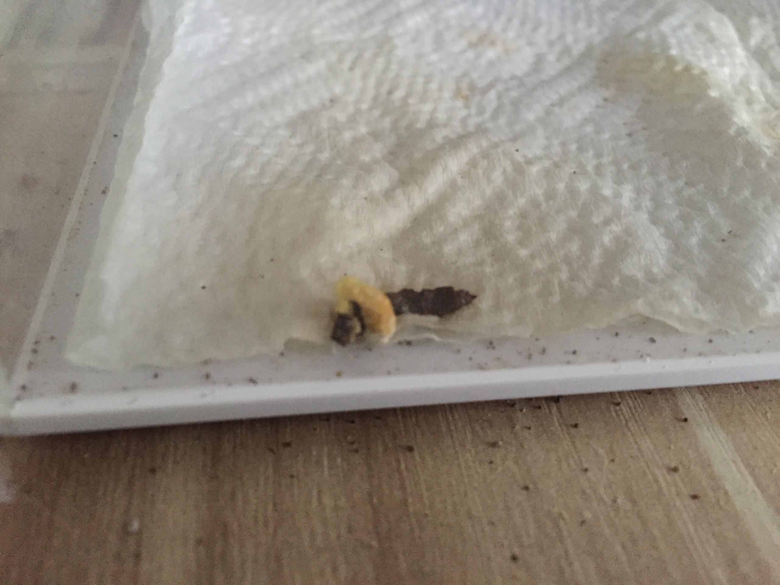 什么动物的屎跟老鼠屎像但一端有白头