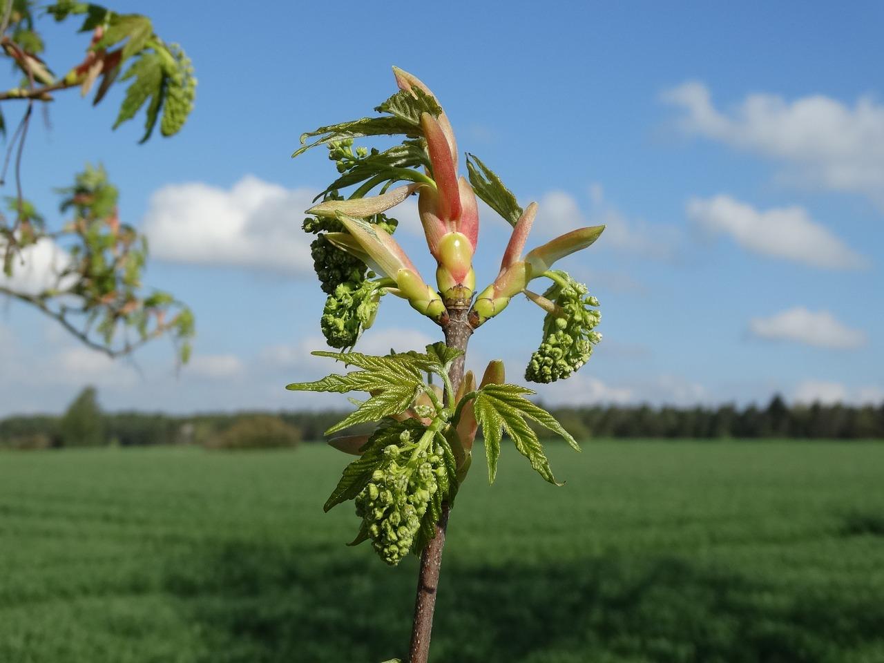 2. 桂花发芽促进法
