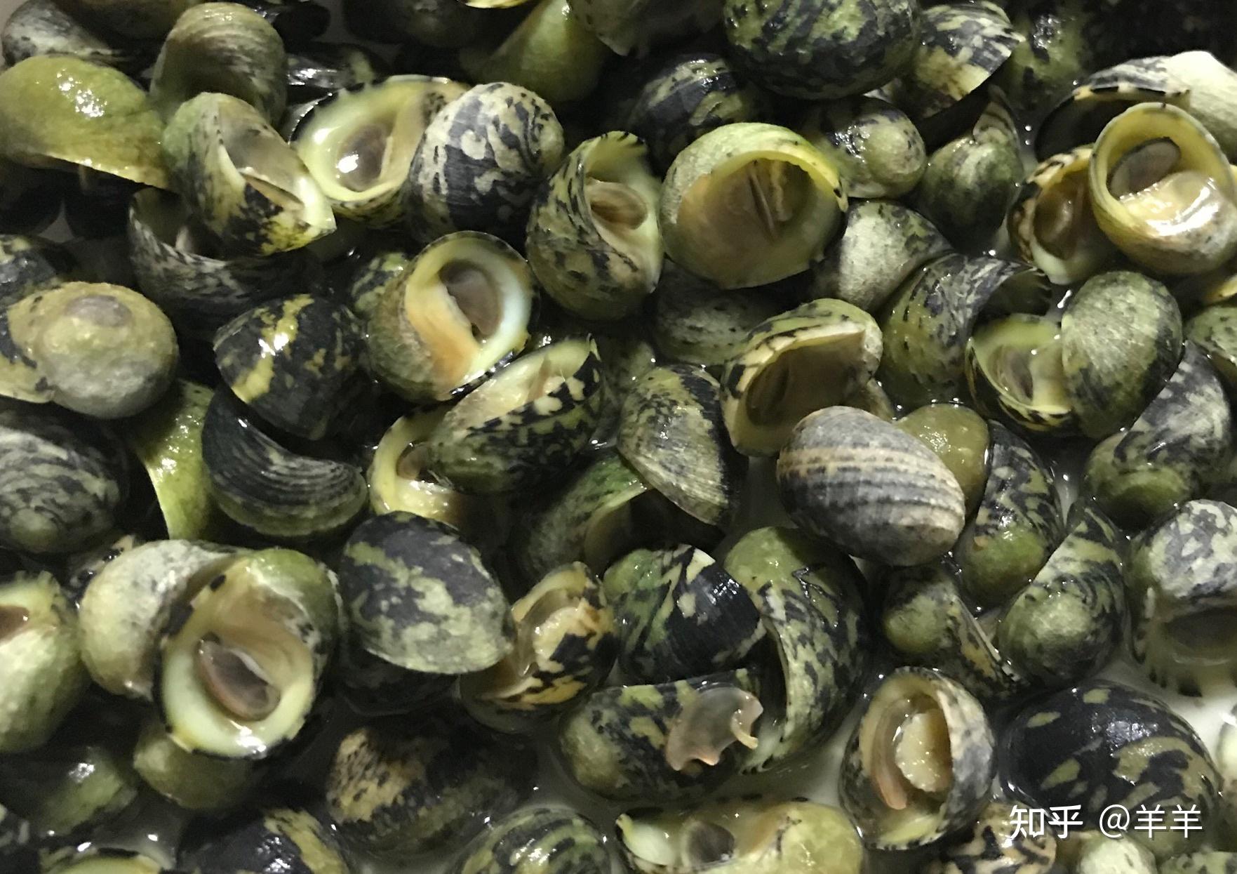 请问各位大神上海东海大桥海边岩石上捡的这种小海螺能吃吗