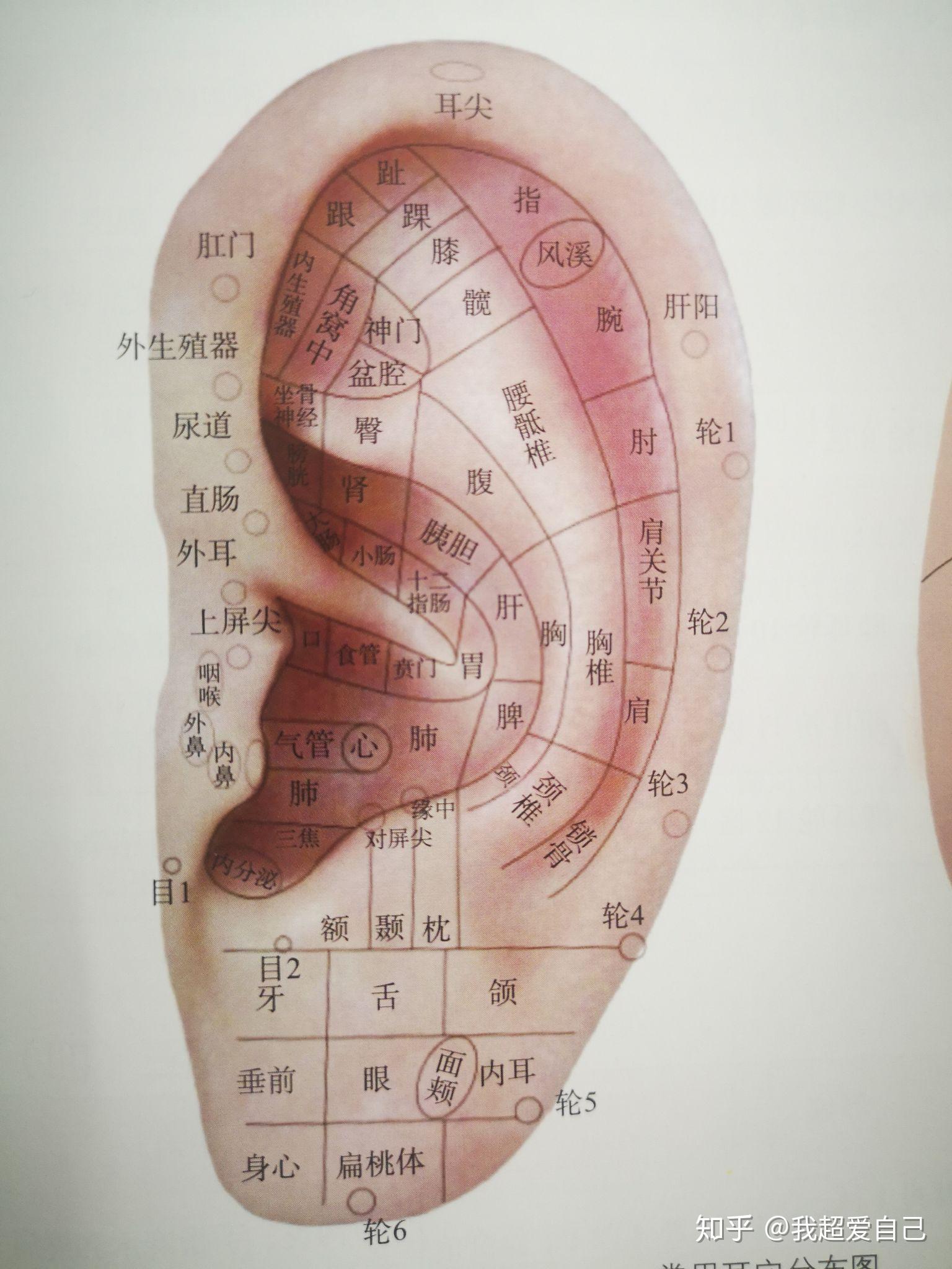 为什么人的耳屏有不同的形状? - 知乎