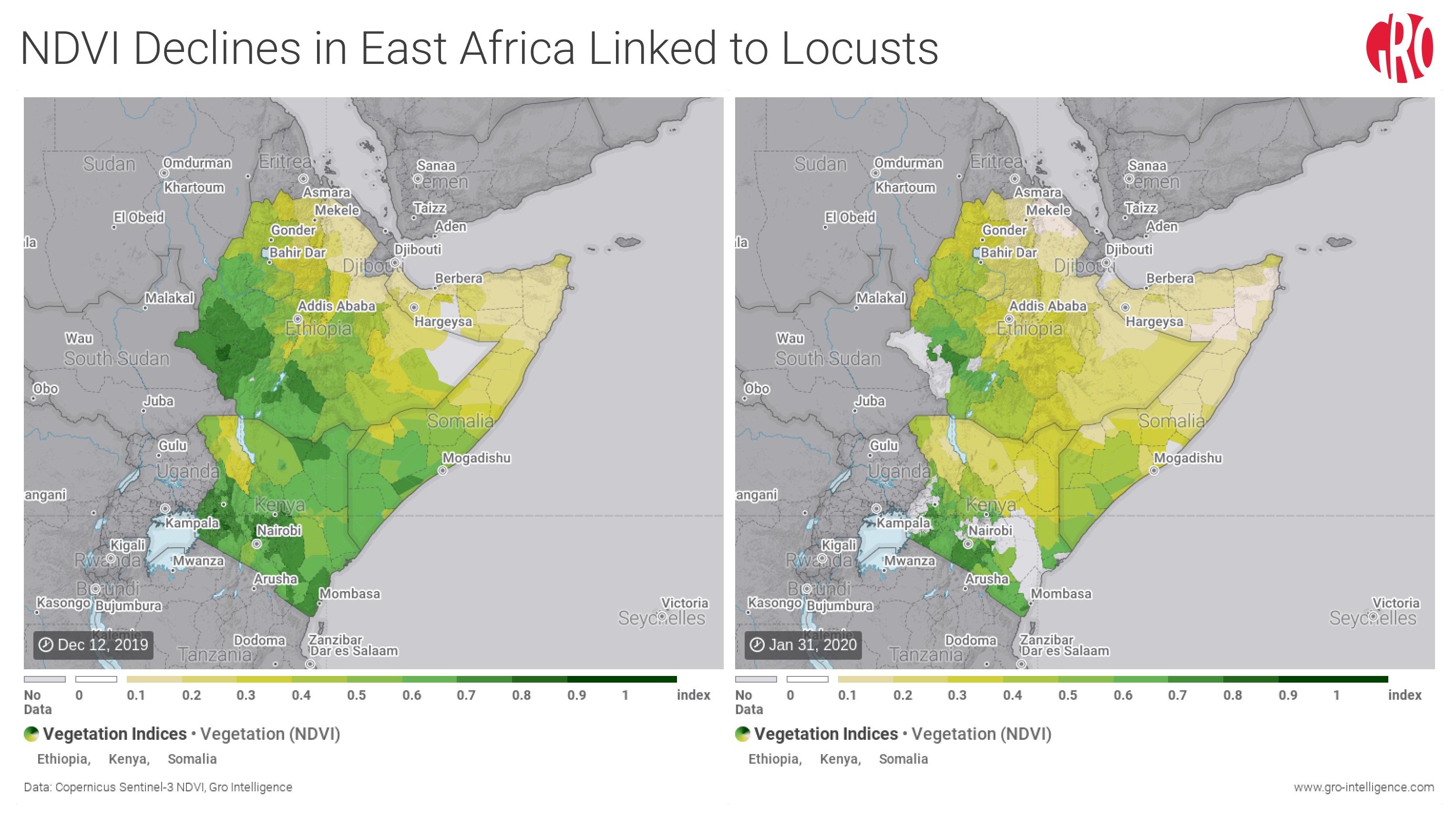 2020年初的非洲蝗灾为什么会如此严重有何对策