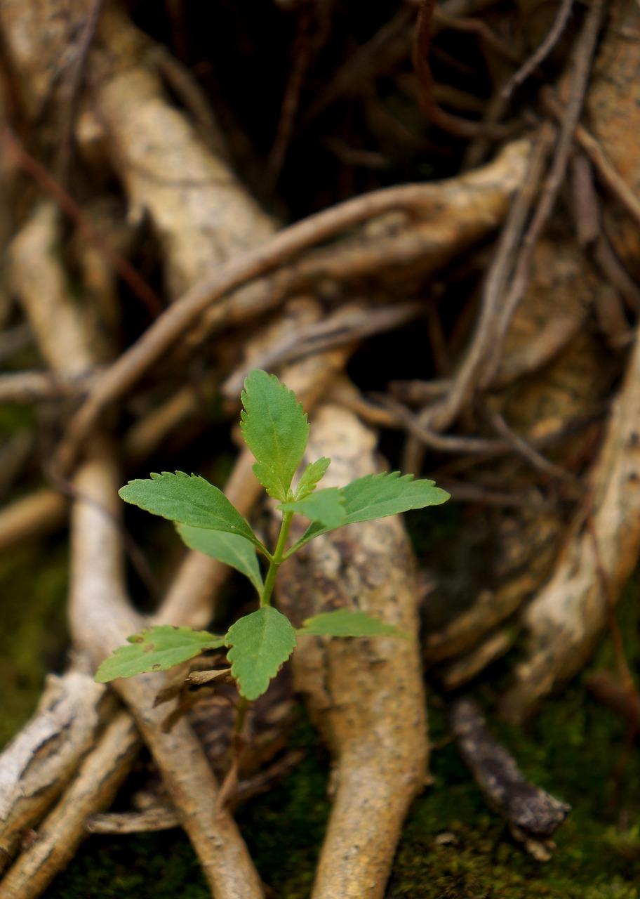 3. 树木厚度参考