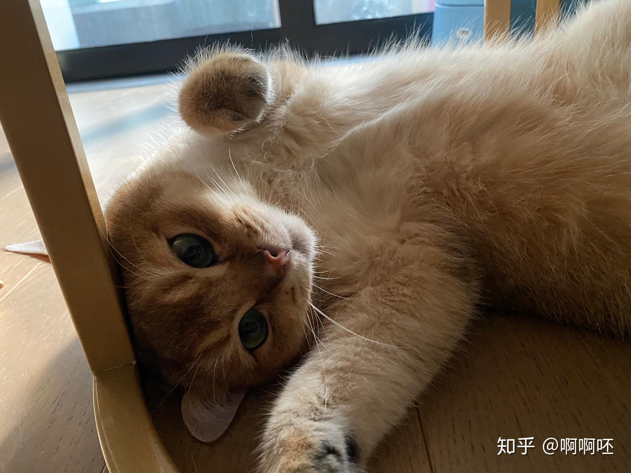 能不能秀一下各位铲屎官的猫