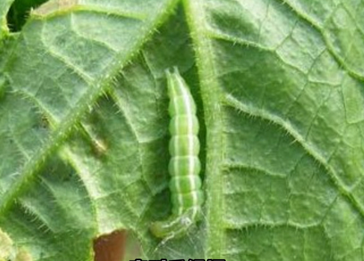 警惕瓜绢螟发生,防治更需加强!