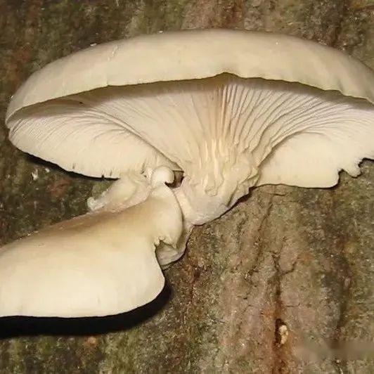 【真菌界全系列-35】伞菌目—侧耳科 - 知乎