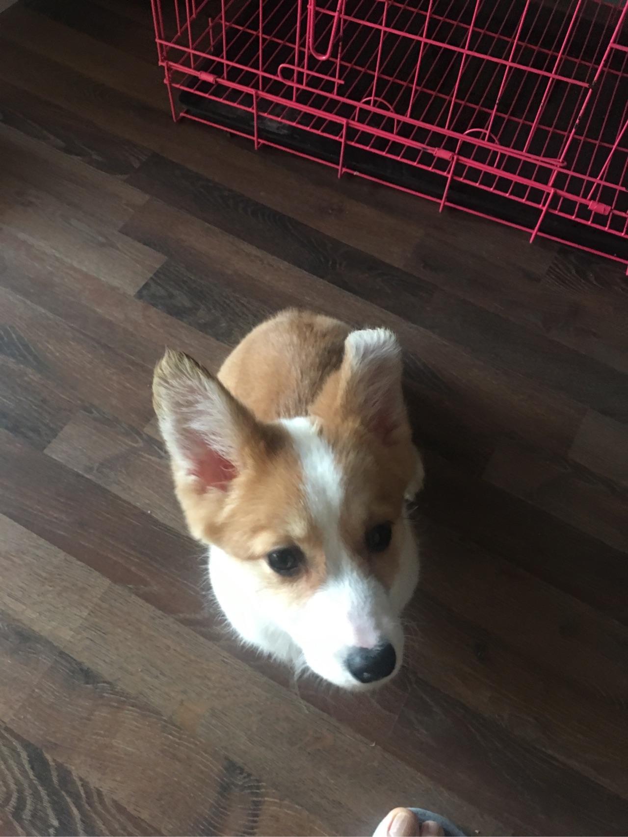 柯基折耳怎么回事