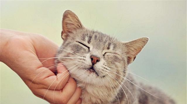 怎么摸猫才能让它更舒服? - 知乎