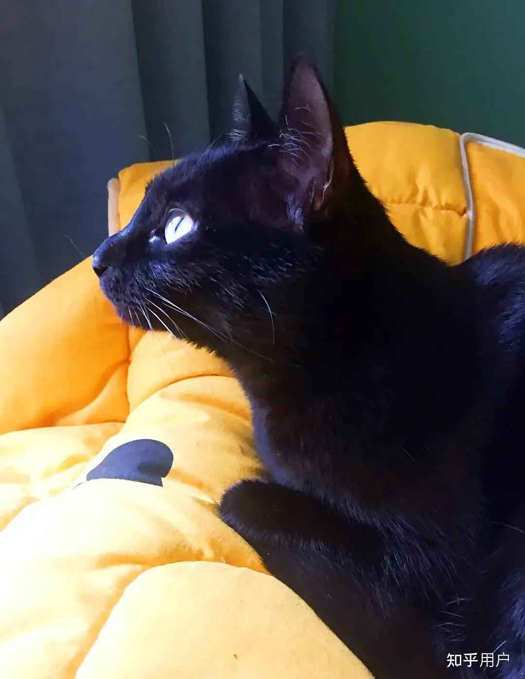 黑色中华田园猫多少钱一只