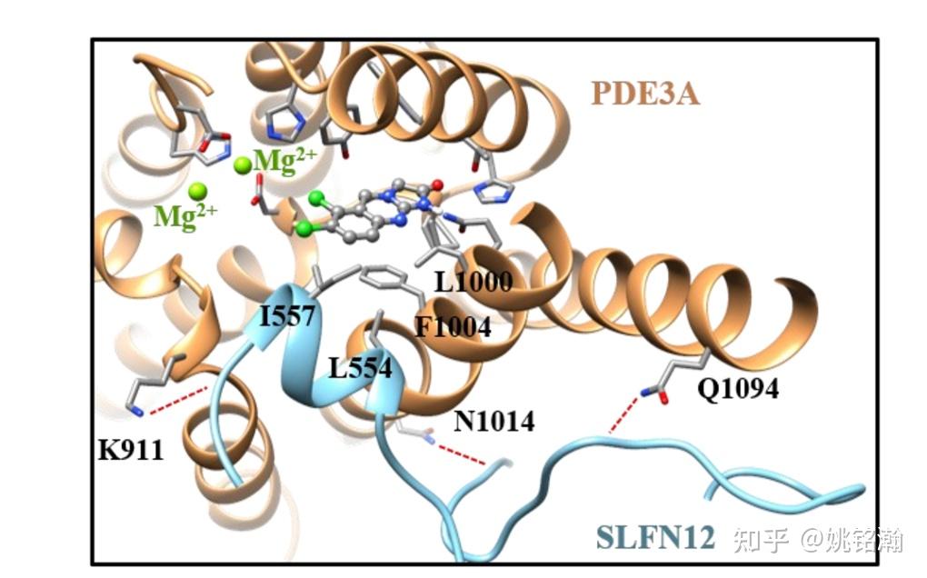 pde3a-slfn12