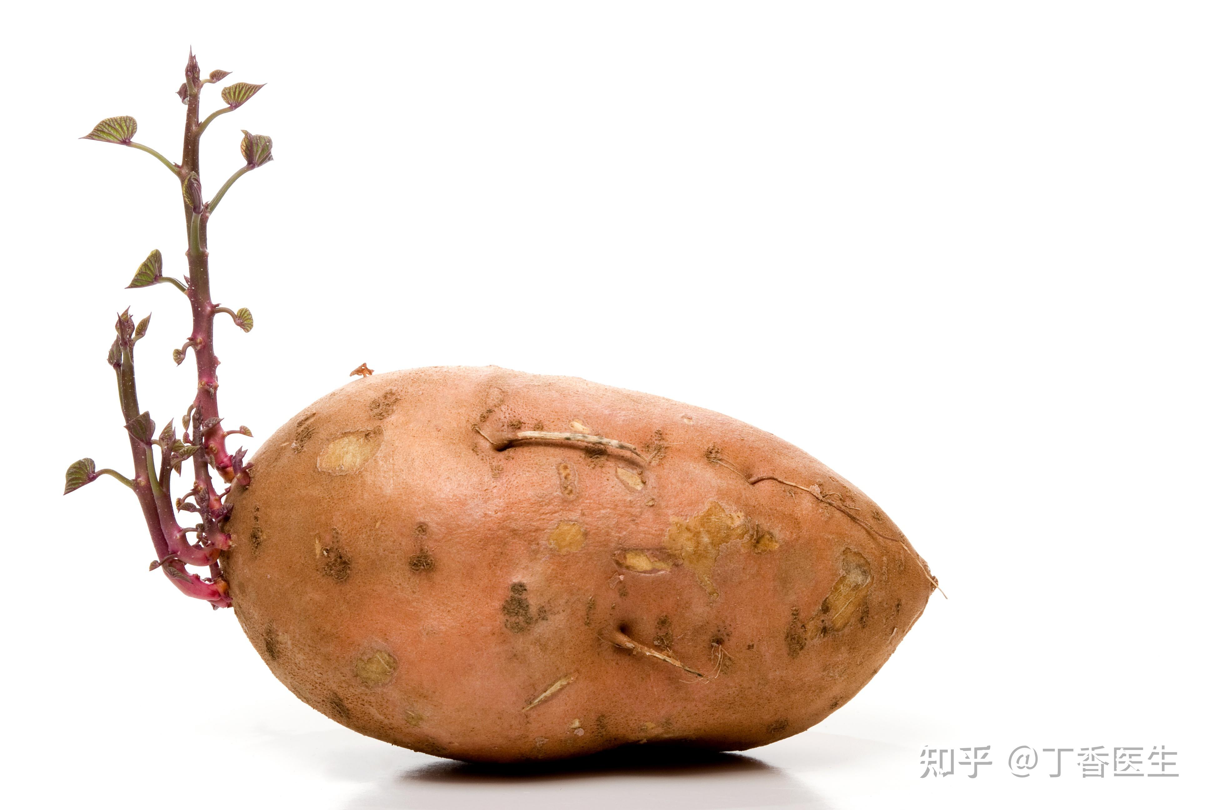 长黑斑红薯不能食用 专家：清除病变部位即可_央广网