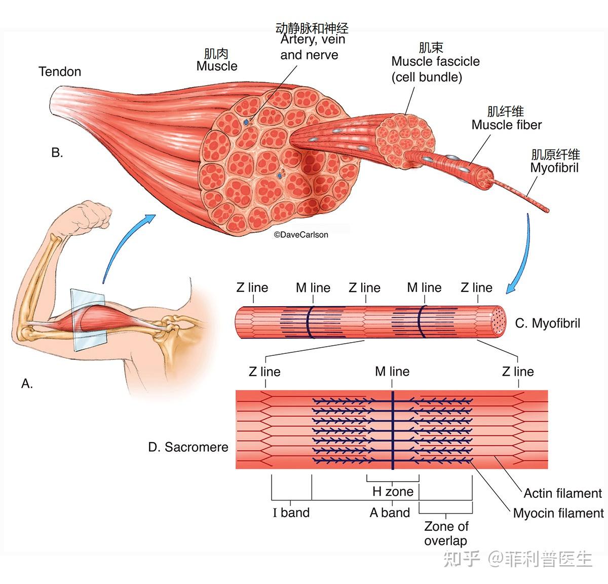 为什么人死后尸体会变硬，超市里的肉却嫩嫩的？ - 知乎