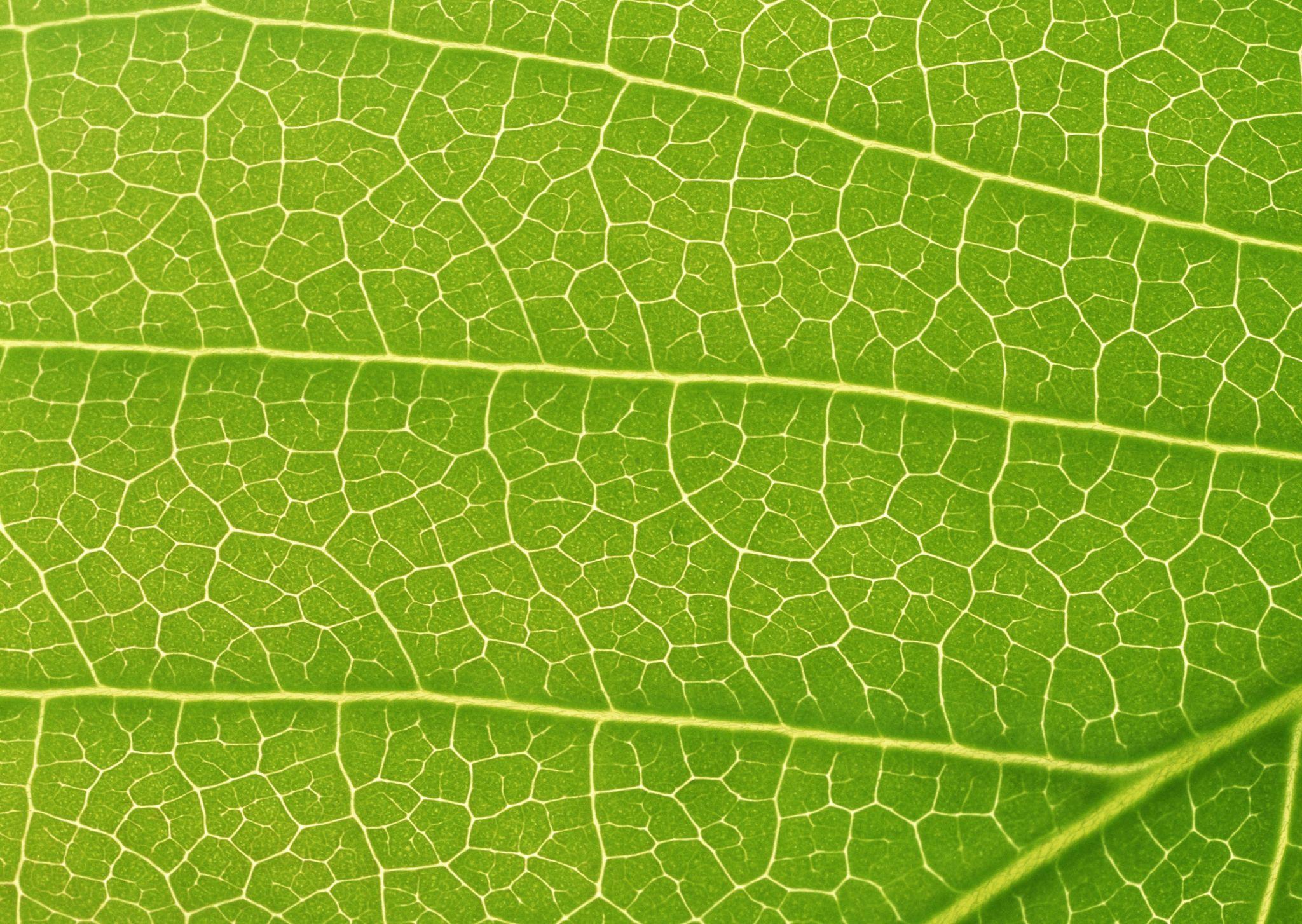 跟叶子的纹路有联系吗? - 知乎