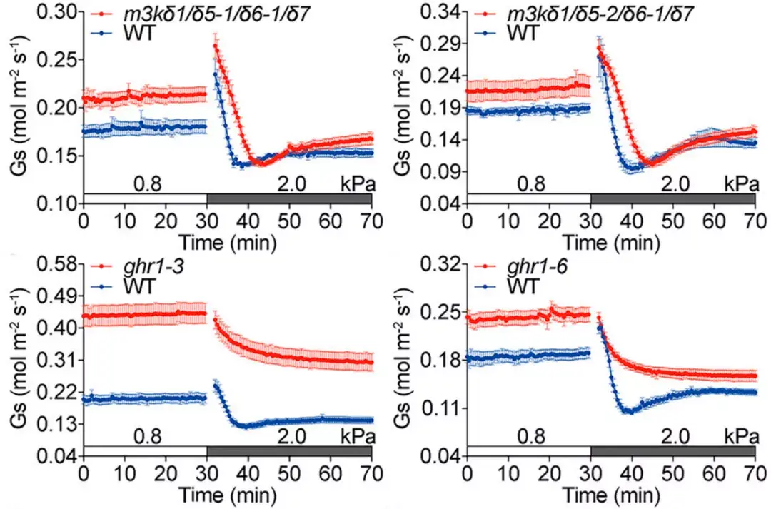 保卫细胞是怎么控制气孔开闭的