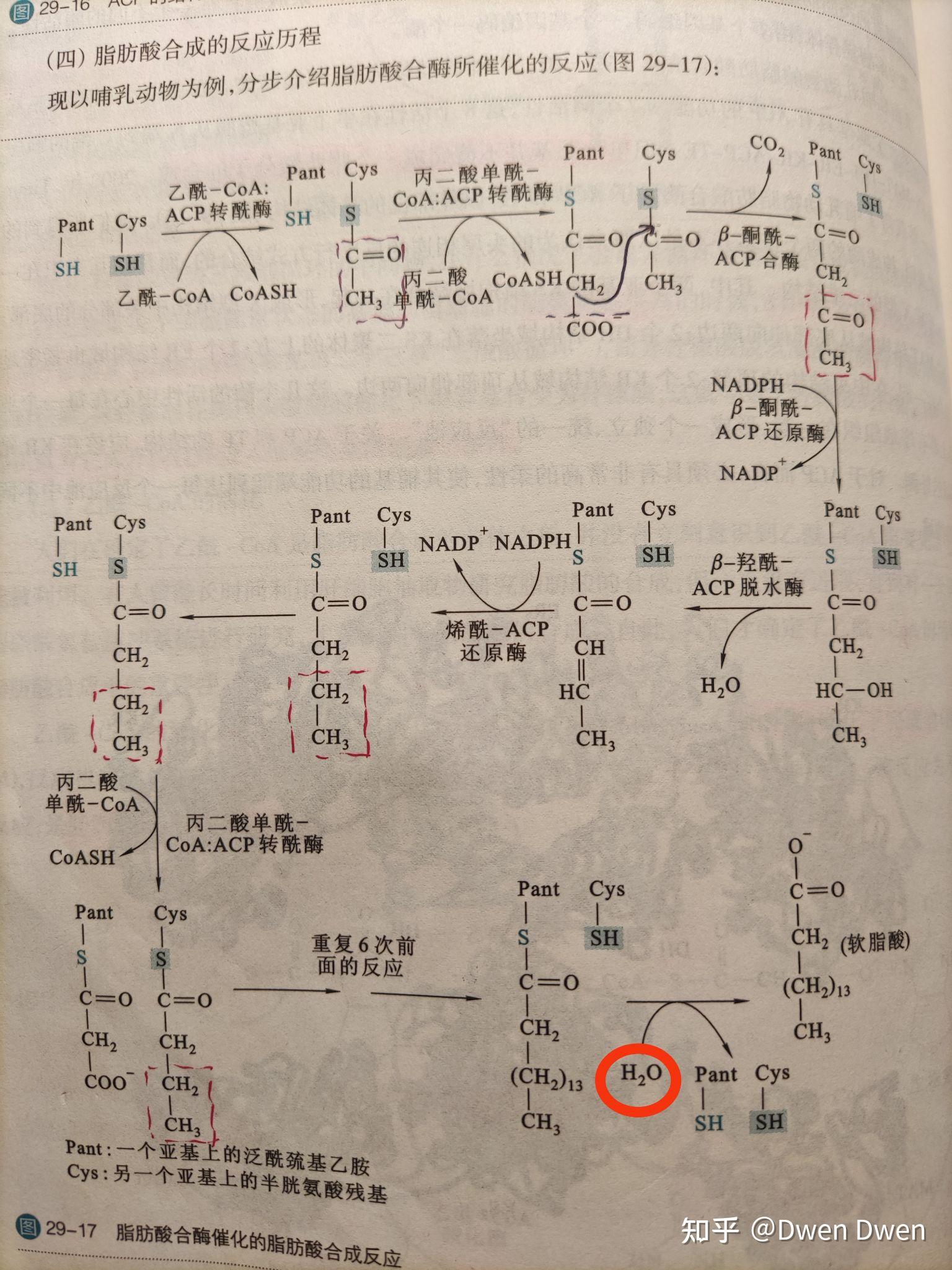 软脂酸合成为什么七次循环却只生成6分子水? - 知乎