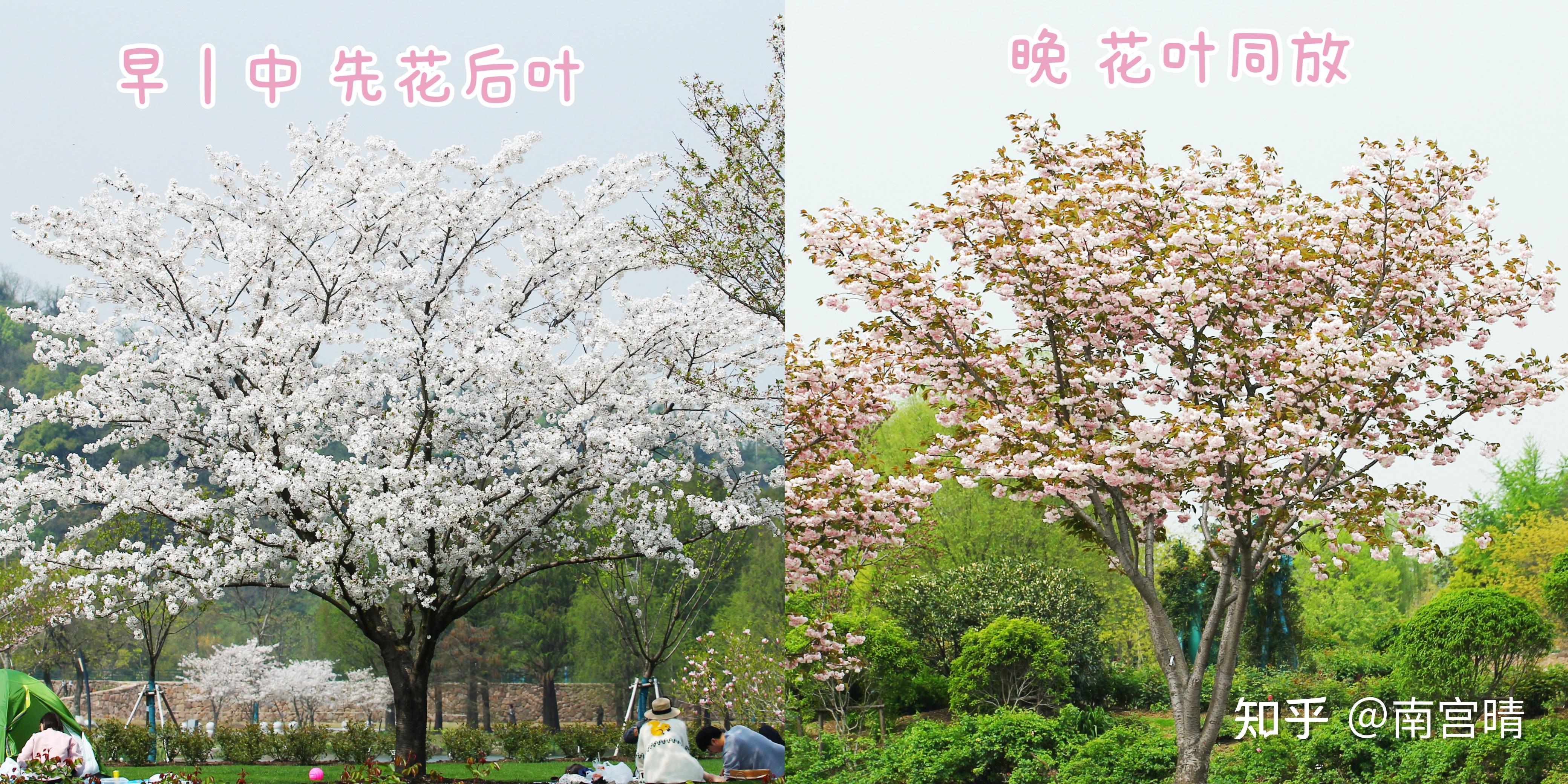 春季常见樱花有哪些?如何区分早樱、中樱、晚樱? - 知乎