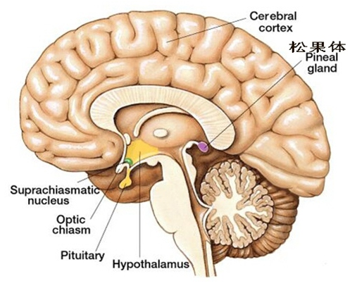 松果体第三只眼图片