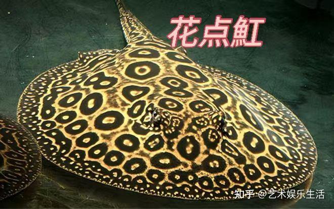 10种魟科的鱼类,分布全球的鱼类 - 知乎