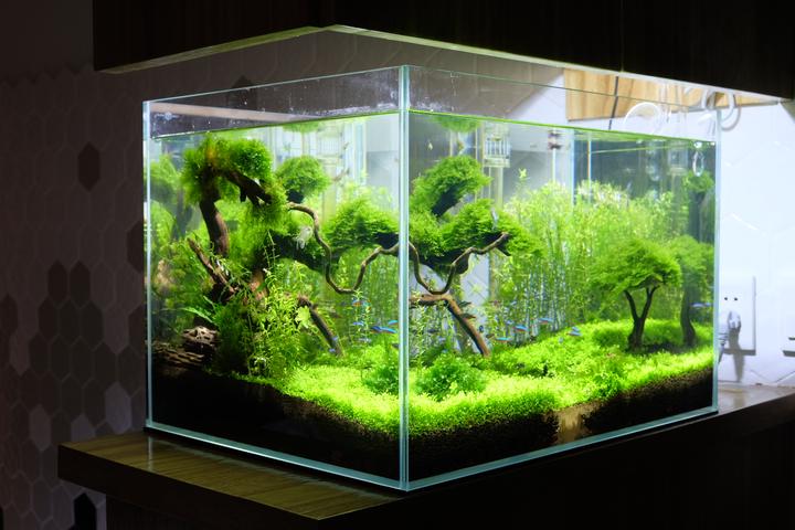 聊一聊我的水草缸造景历程 知乎 聊一聊我的水草缸造景历程 知乎