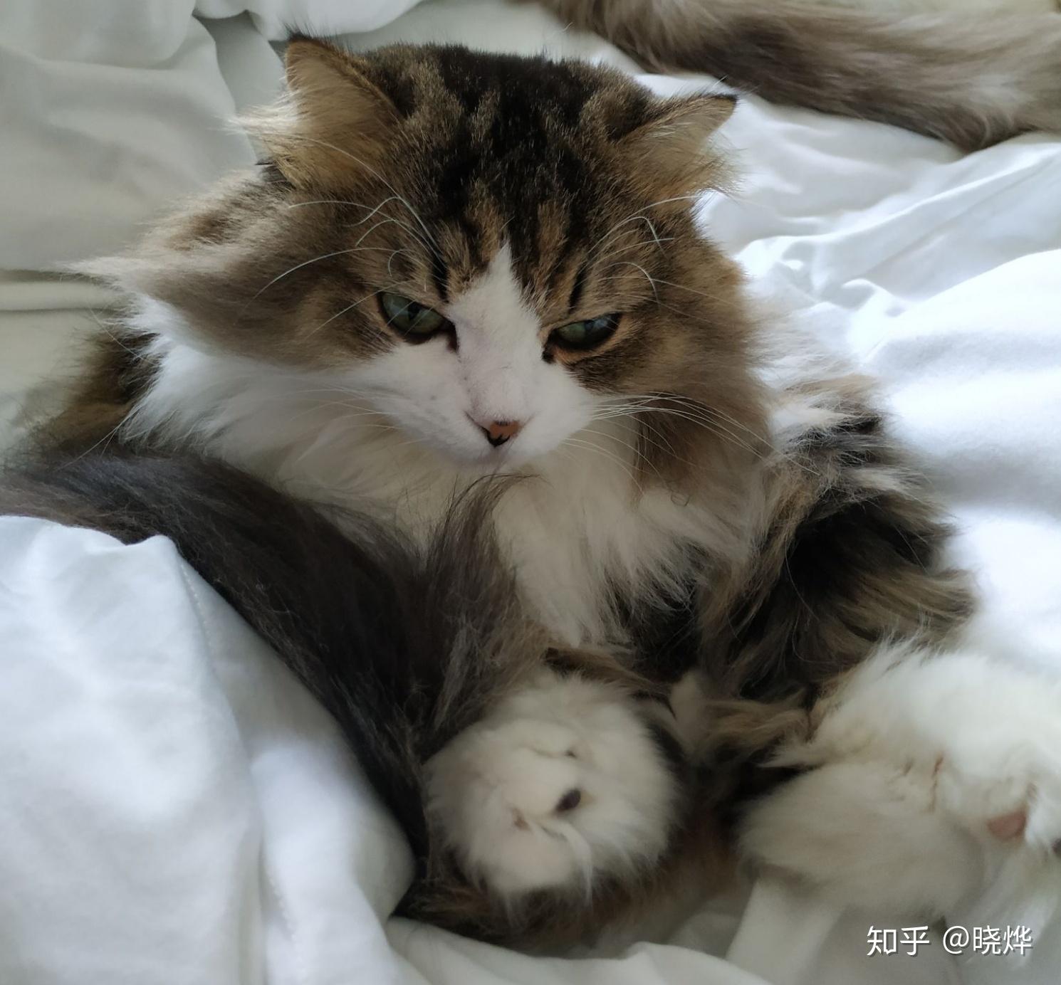 请问田园橘猫混金吉拉的串串长什麽样子?有成年猫的相片吗?