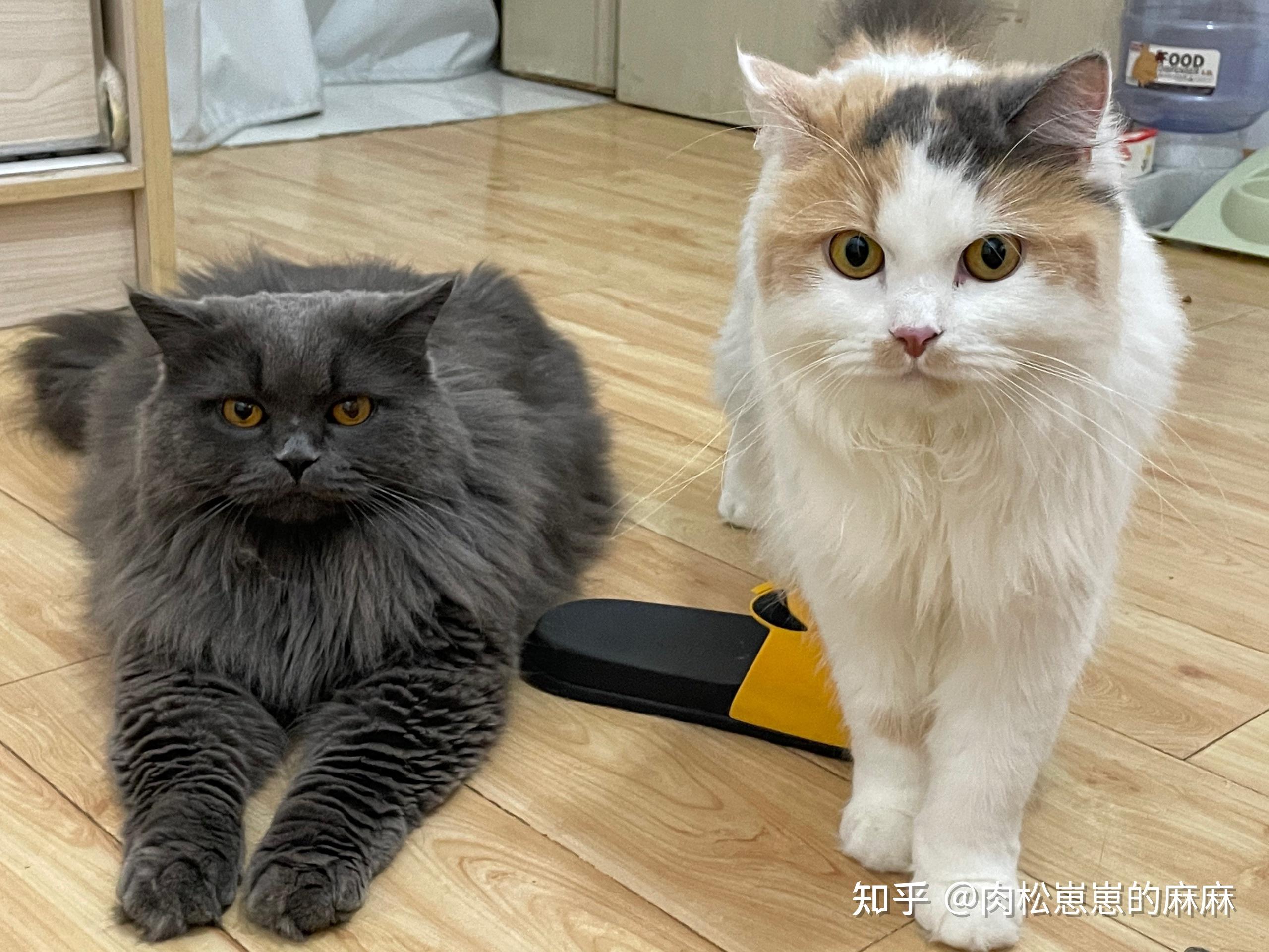 我买的英短为什么是个长毛猫