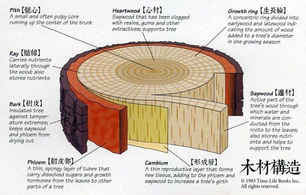 以植物学的角度,解释“树不怕空心,而怕剥皮”的道理”? - 知乎