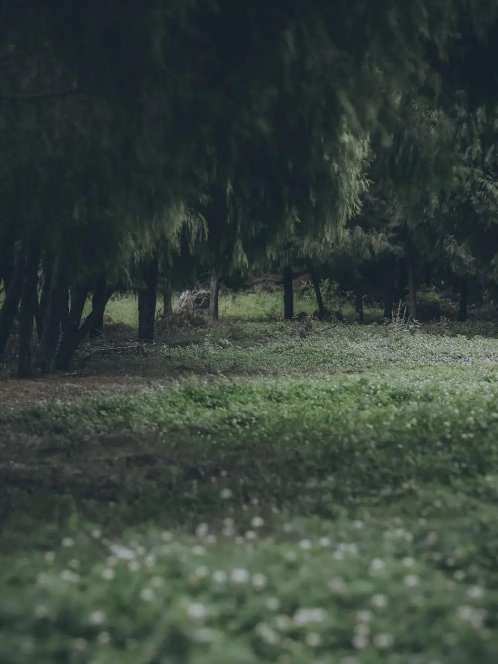 有什么美到极致的绿色壁纸?(绿色壁纸好看卡通动漫)