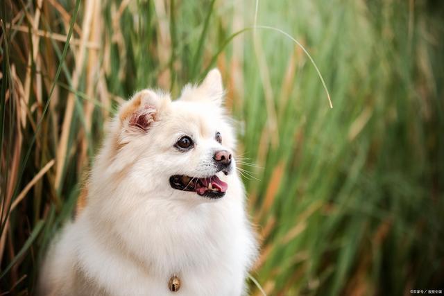 适合家养的小型犬排名，十大适合家养的小型狗！ - 知乎