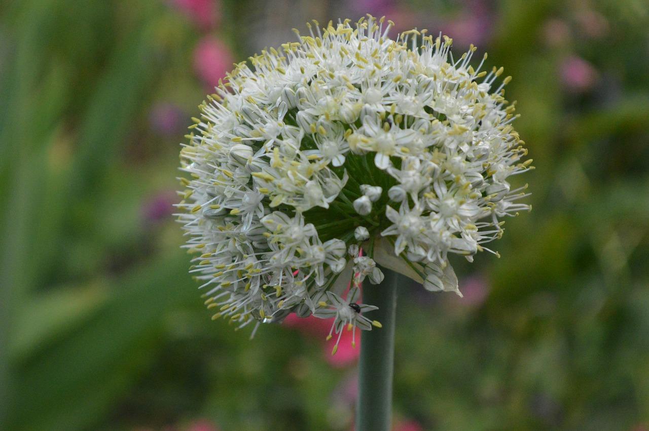 1. 韭菜播种技巧