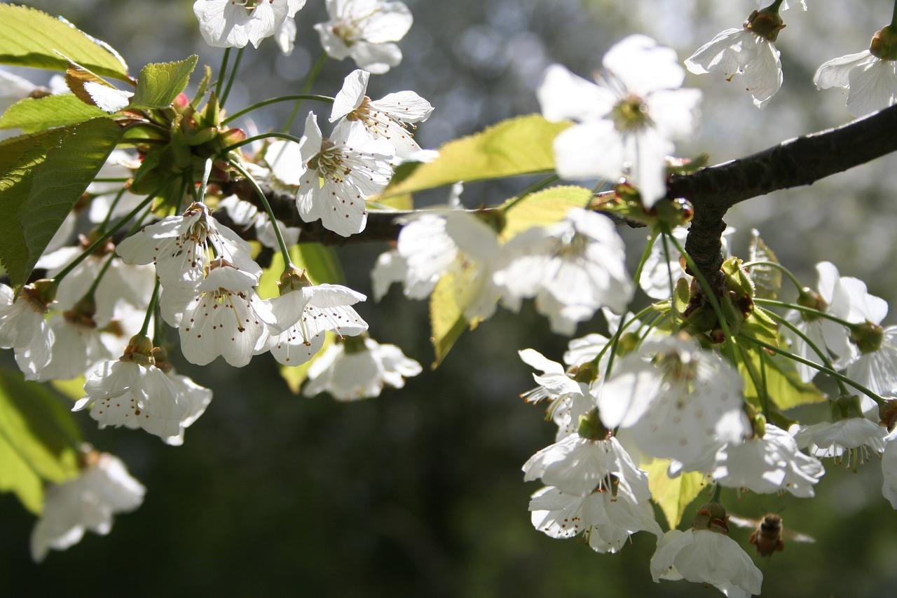 3. 射干种植间距
