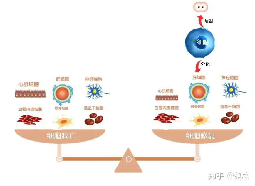 干细胞抗衰老效果