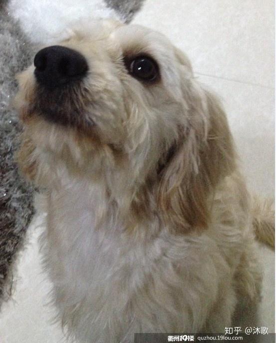 金毛和巨型贵宾犬杂交后代怎么样? - 知乎