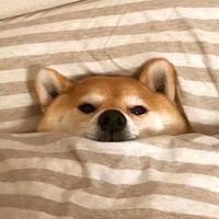 图解pytorch padding方法 ReflectionPad2d - 知乎