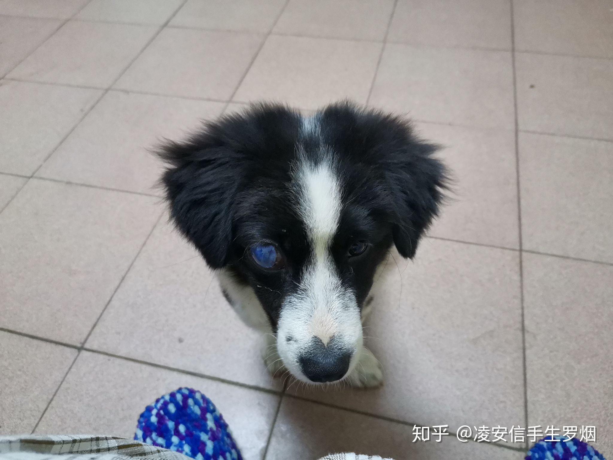 柯基和边牧杂交后的小狗长大有多大啊