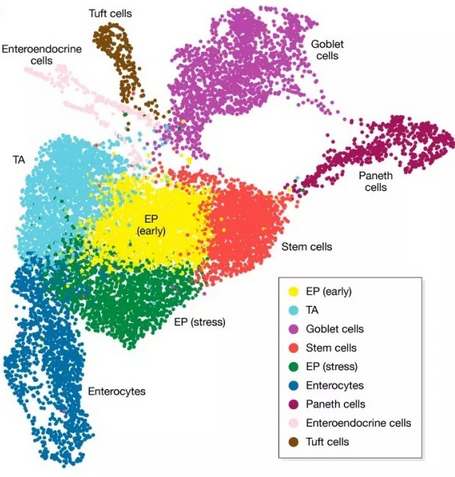 生信识图之 点图进阶-6(UMAP) - 知乎