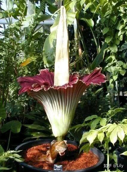 有没有认识这是什么花?