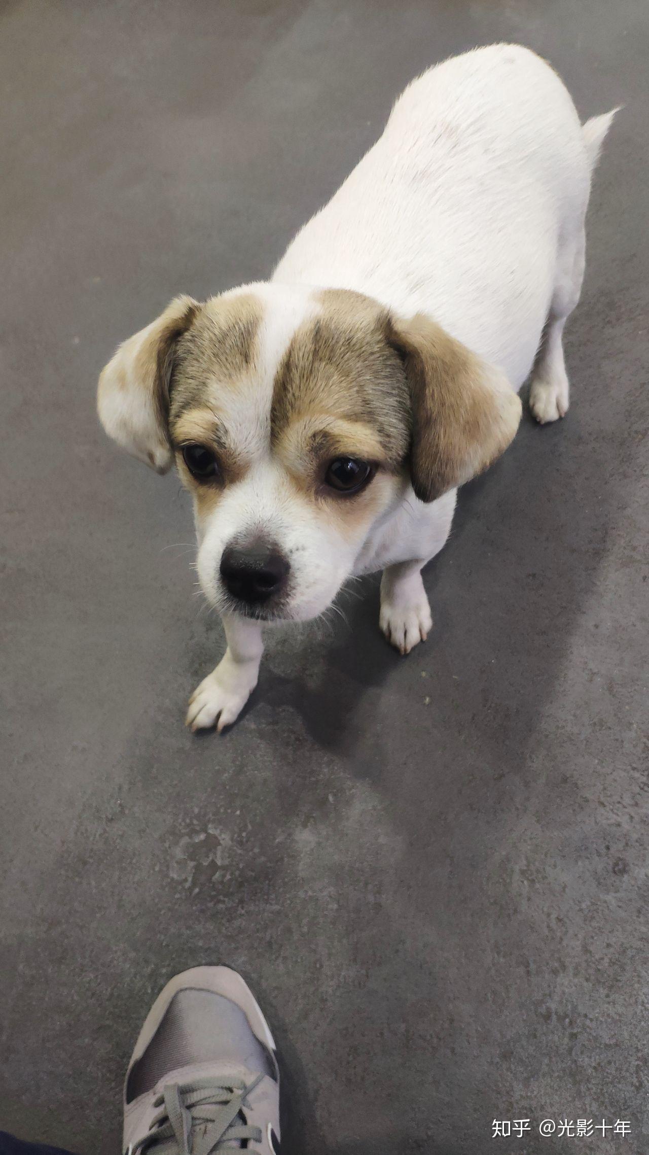 朋友在学校里面捡的一只白串串狗请问这是什么品种杂交的狗狗