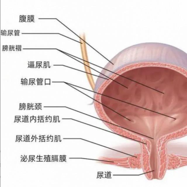 为什么憋尿能行千里，憋屎寸步难行？