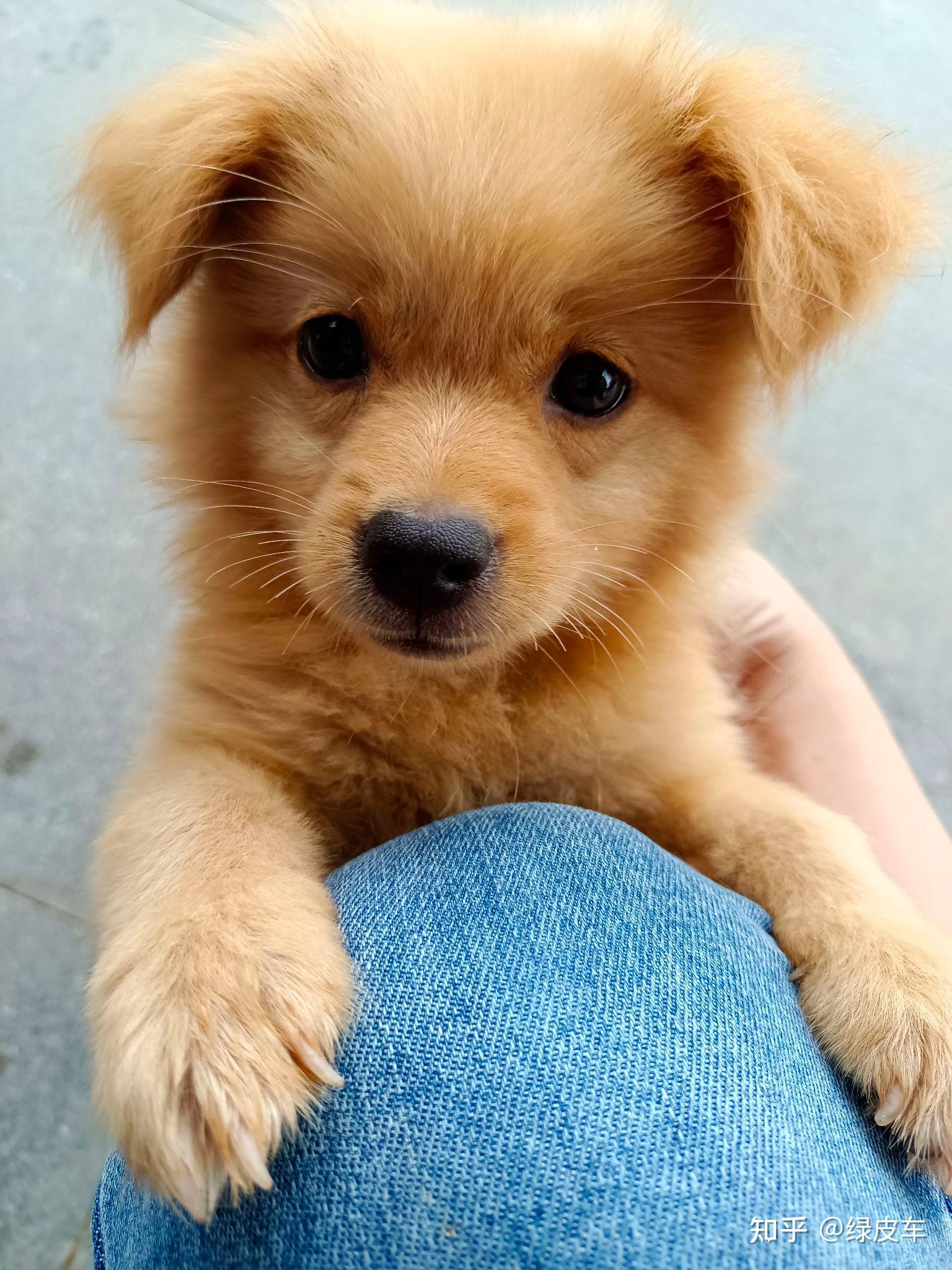 你见过最好看的串串狗是什么样子?