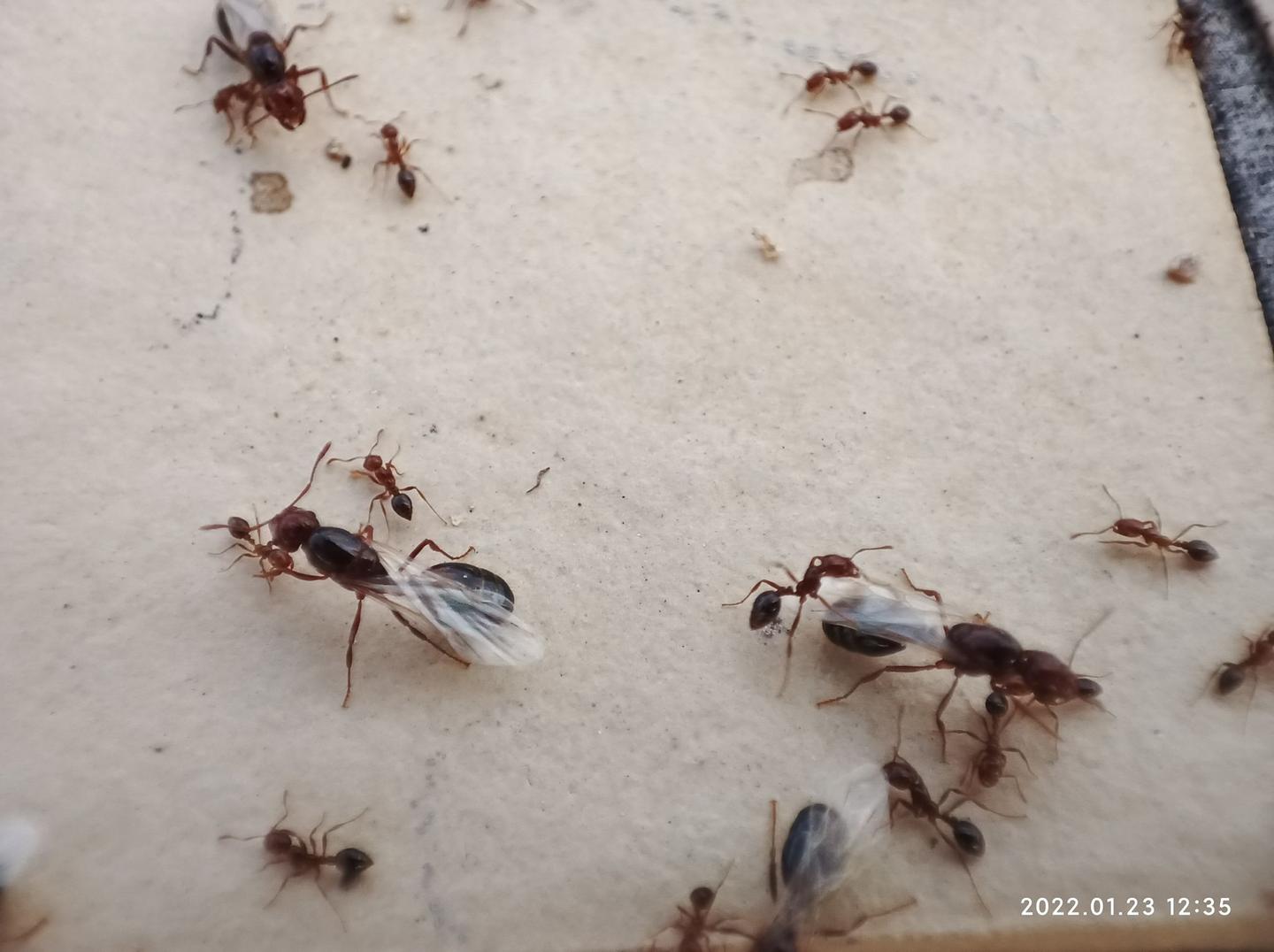 这是什么蚂蚁，大个的还长着翅膀？ - 知乎