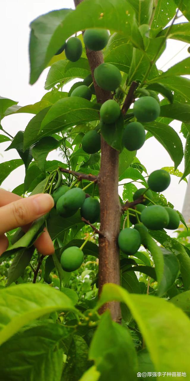 厚强李子苗基地告诉您李子树苗的叶子卷了打什么药李子树苗