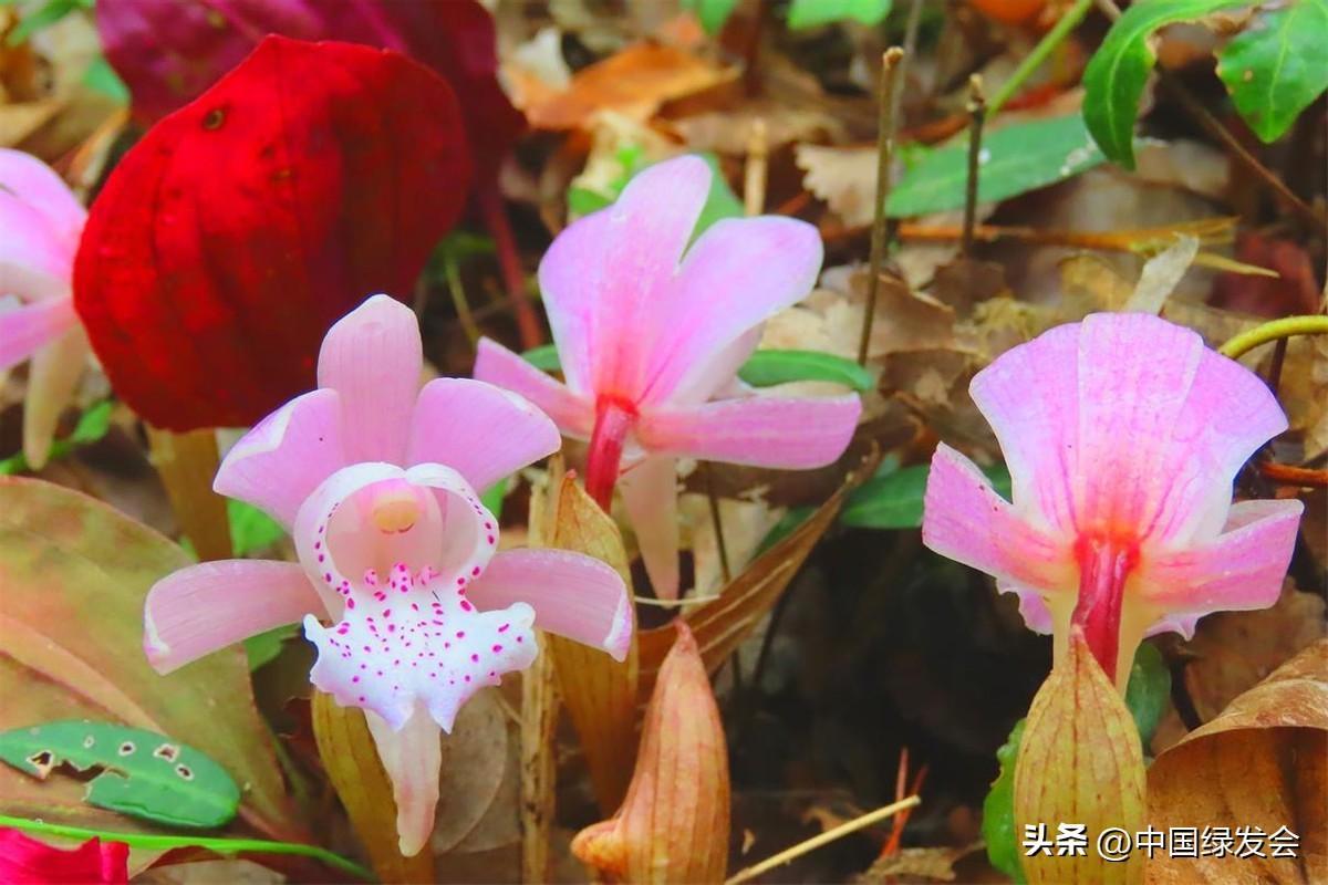 一叶一花：独花兰 | 绿会保护地科普 - 知乎